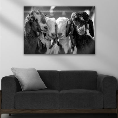 Black And White Baby Goats Canvas Wall Art