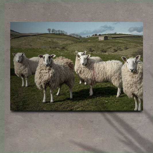 Flock Of Sheep Canvas Wall Art