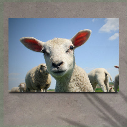 Curious Lamb Canvas Wall Art