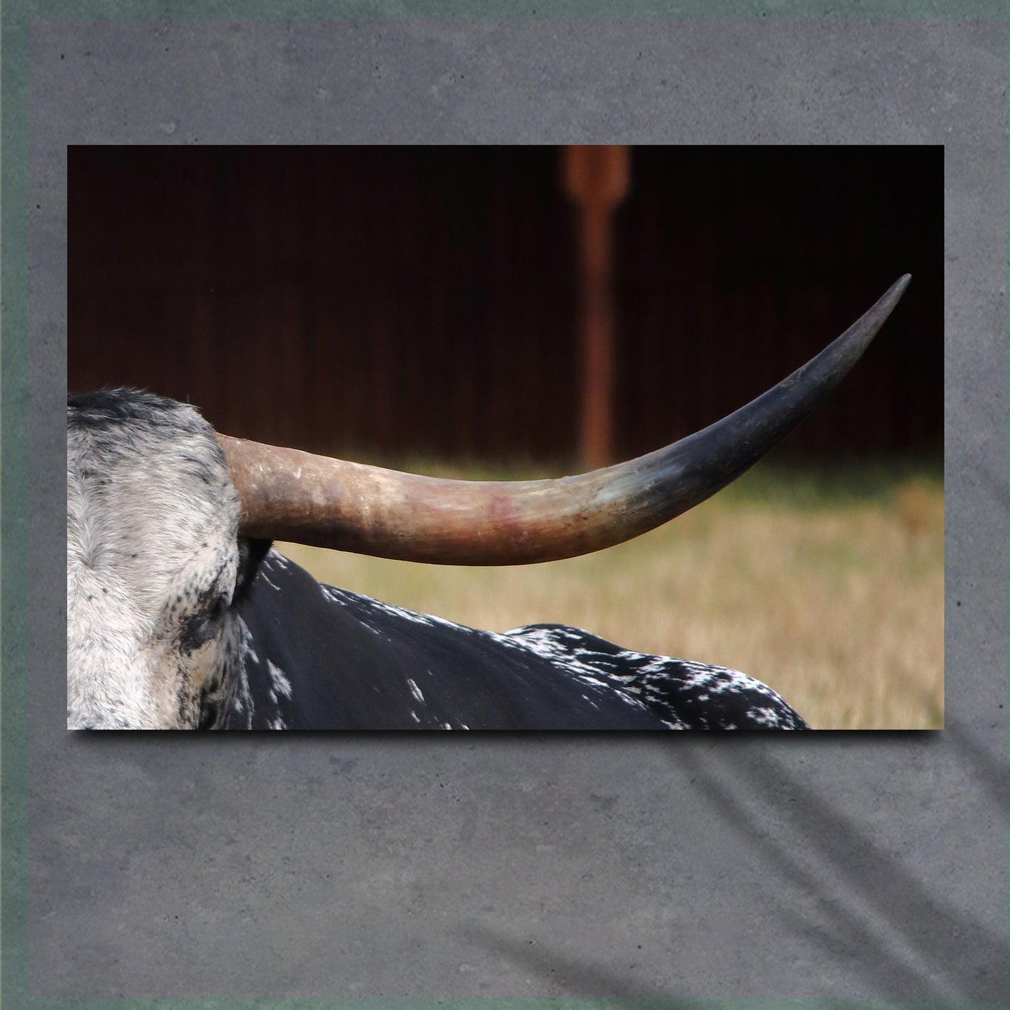 Focused Longhorn Cattle Canvas Wall Art