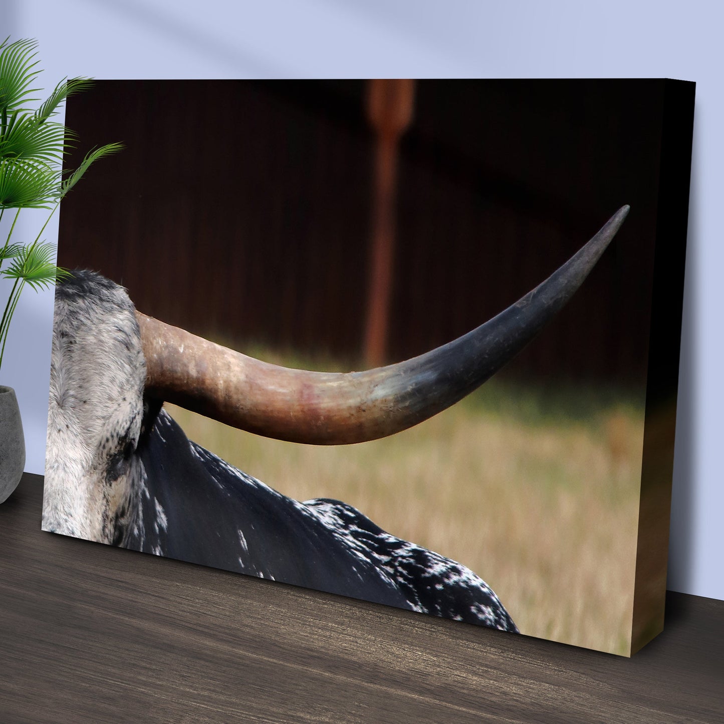 Focused Longhorn Cattle Canvas Wall Art