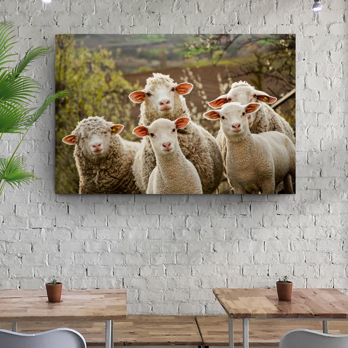 Curious Sheep Canvas Wall Art