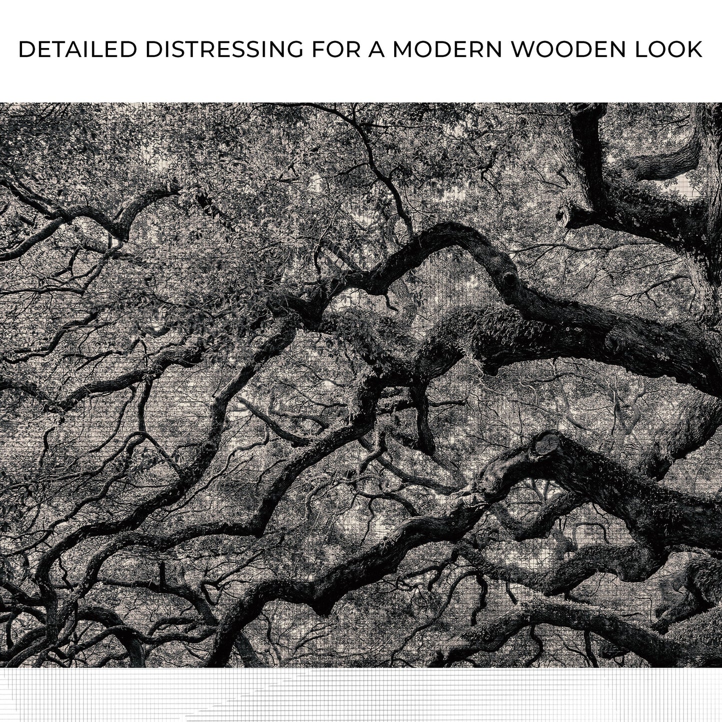 Monochrome Angel Oak Tree Canvas Wall Art