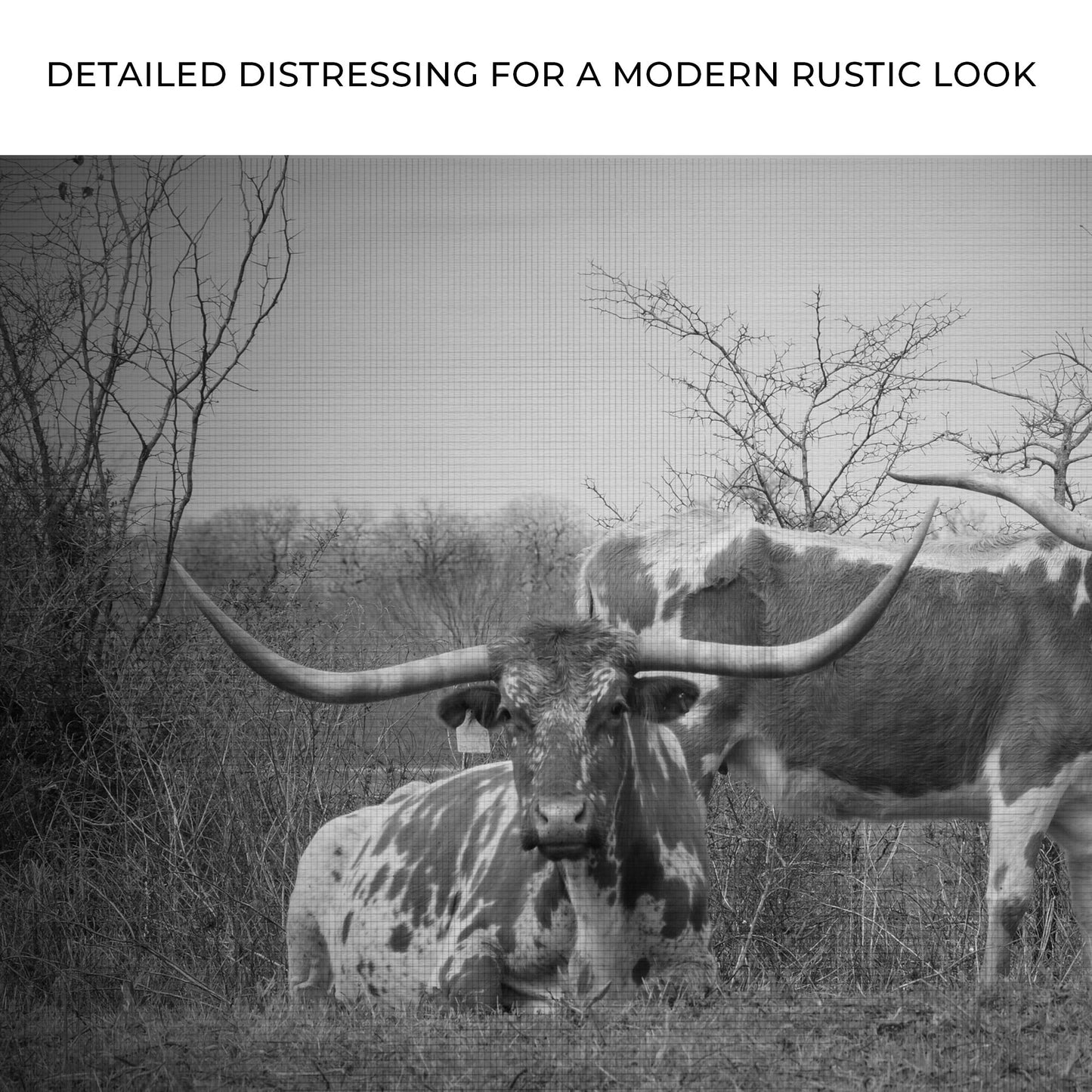 Monochrome Texas Longhorn Cattle Canvas Wall Art